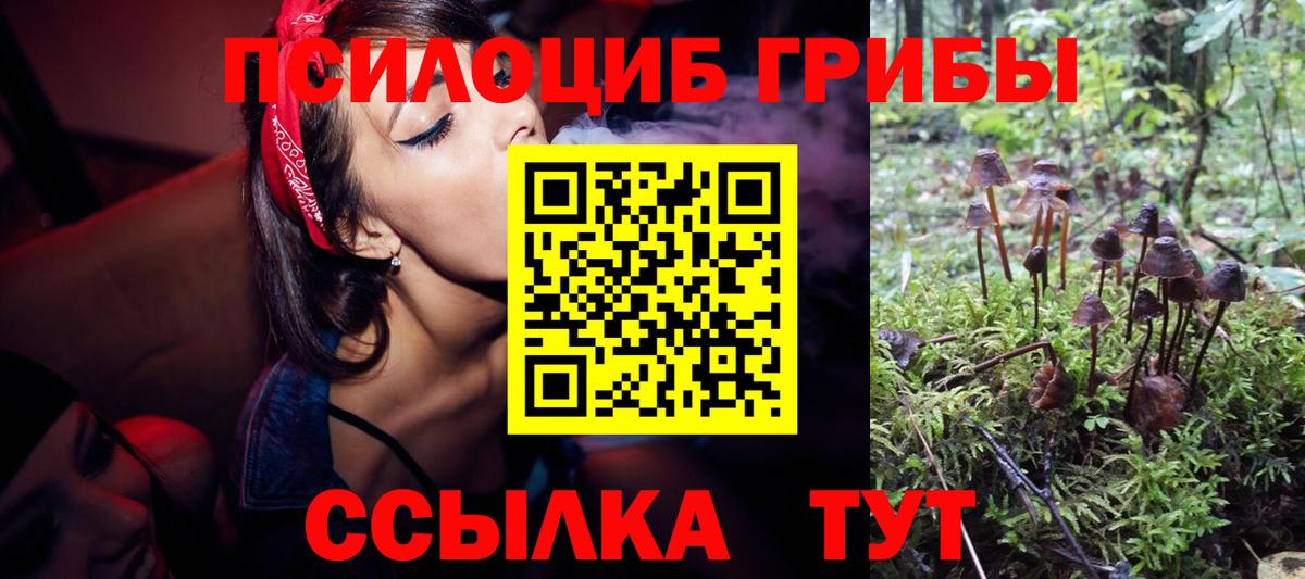 Галлюциногенные грибы Psilocybine cubensis Карпинск
